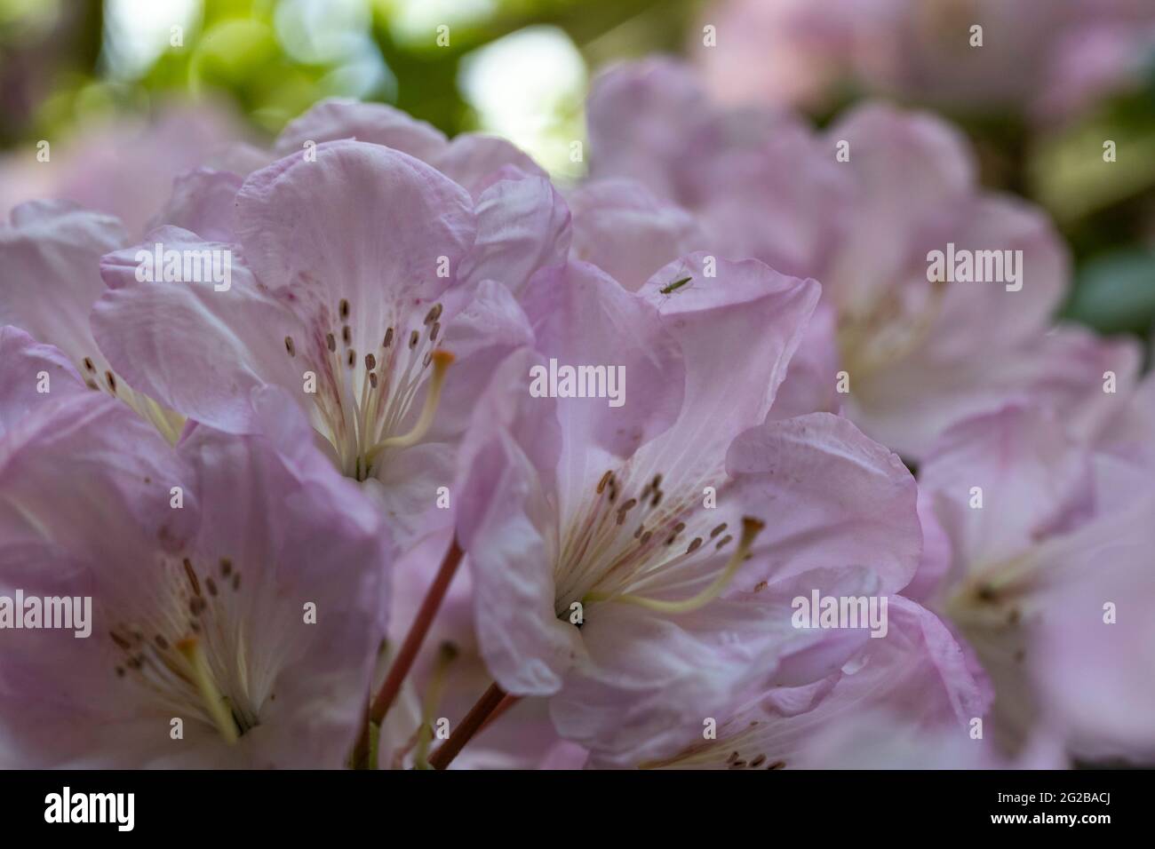 Esposizione floreale ai giardini del Lydney Park. Un giardino di Rododendro e Azalea. Lord Bathurst apre i giardini privati in primavera. Foto Stock