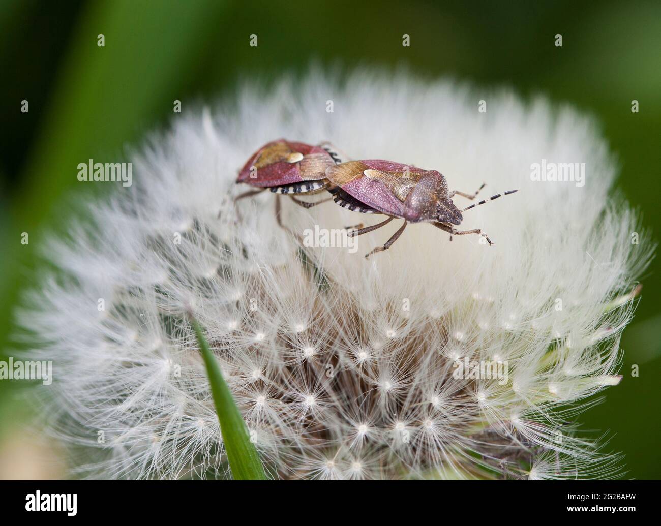 PENTATOMIDAE scudo bug su fiori dente di leone cotongrass Foto Stock
