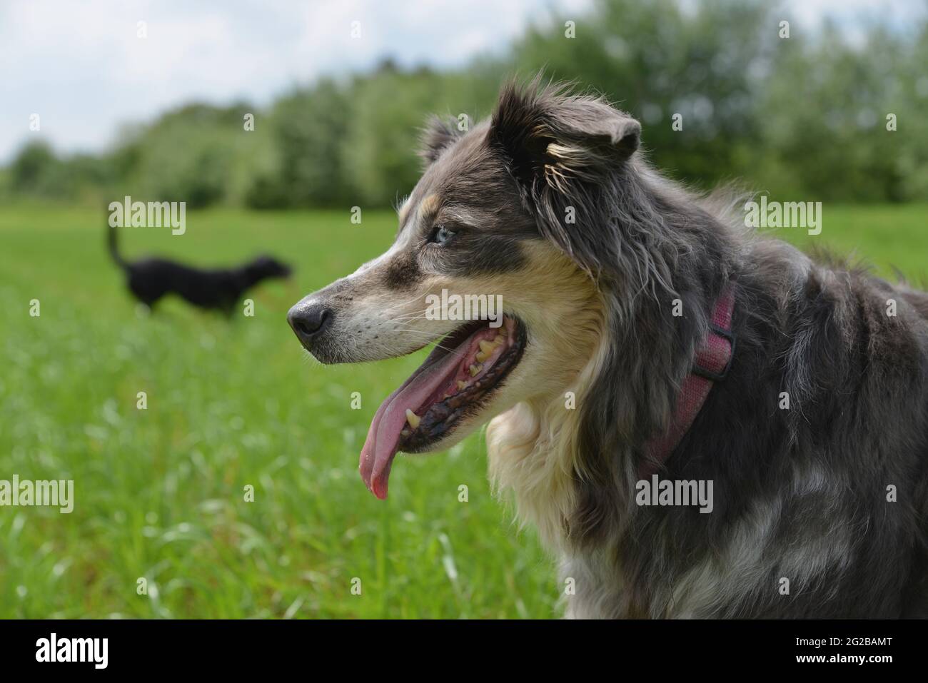 I cani vanno per una passeggiata e giocare nel prato Foto Stock