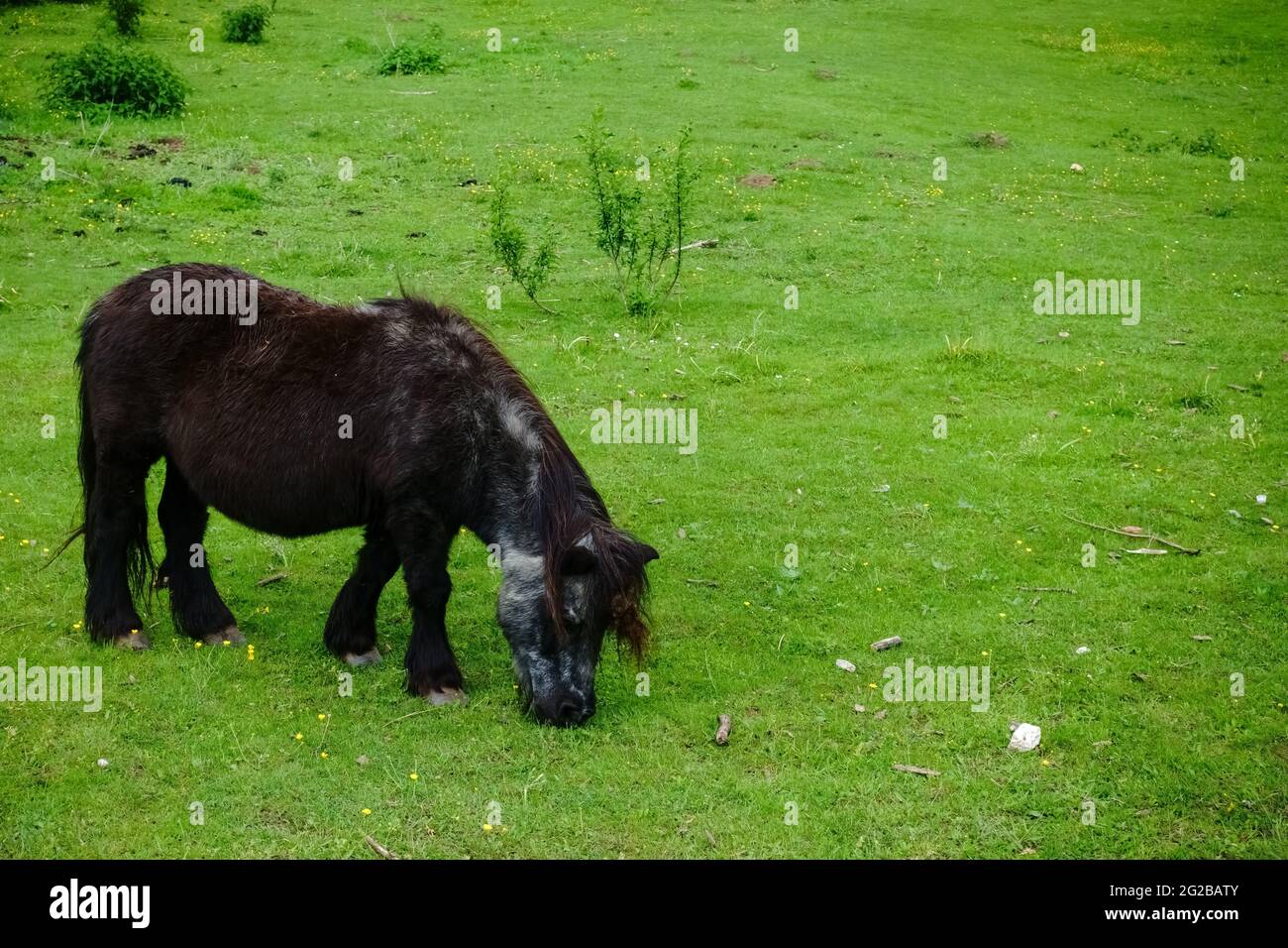 piccolo cavallo nero si erge su un prato verde e mangia nella natura Foto Stock
