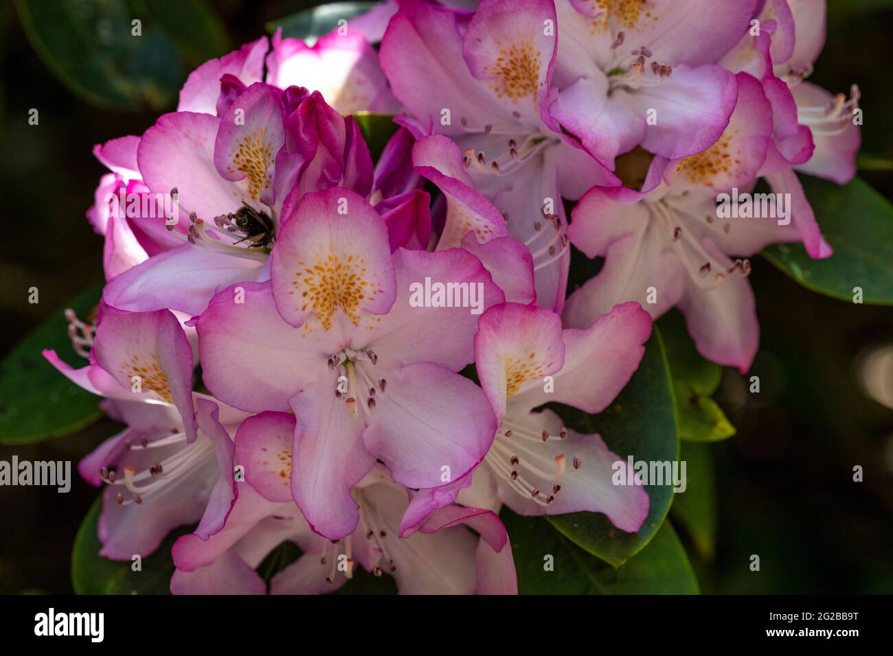 Esposizione floreale ai giardini del Lydney Park. Un giardino di Rododendro e Azalea. Lord Bathurst apre i giardini privati in primavera. Foto Stock