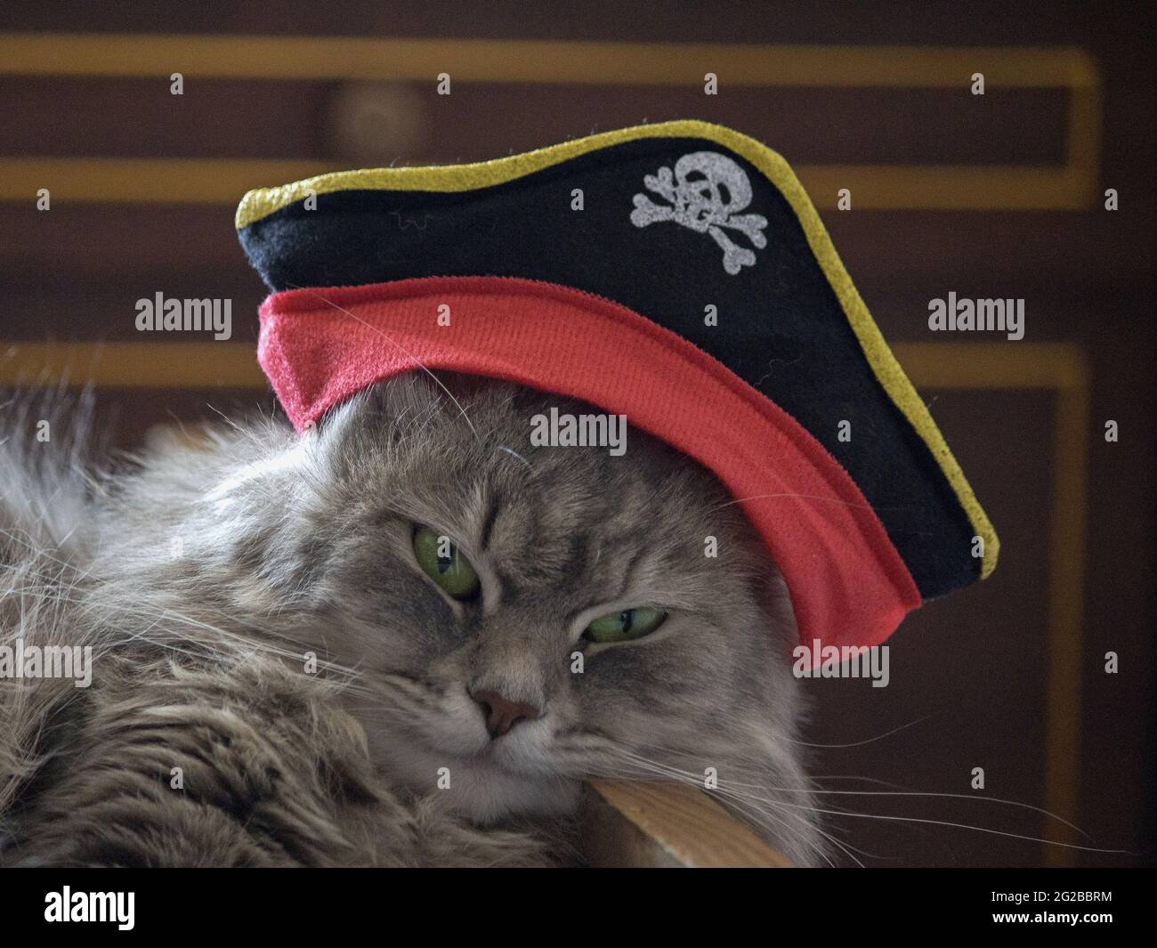 Ritratto di un gatto in un cappello pirata Foto stock - Alamy
