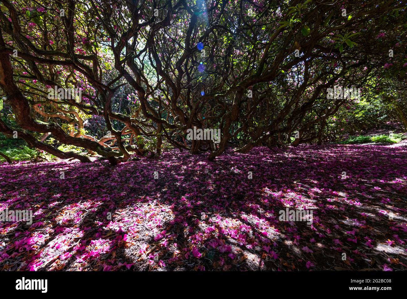 Esposizione floreale ai giardini del Lydney Park. Un giardino di Rododendro e Azalea. Lord Bathurst apre i giardini privati in primavera. Foto Stock