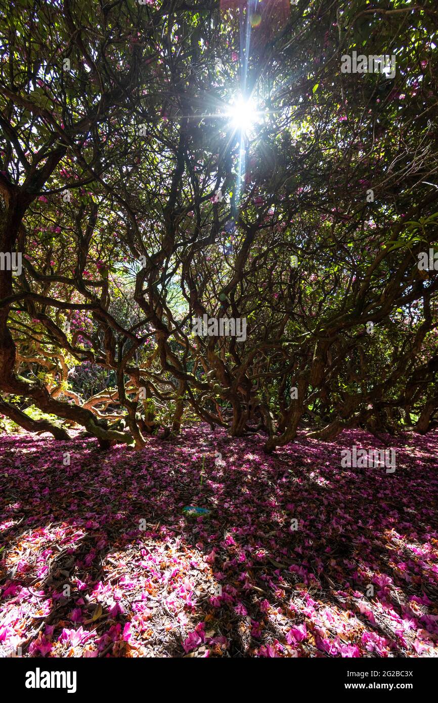 Esposizione floreale ai giardini del Lydney Park. Un giardino di Rododendro e Azalea. Lord Bathurst apre i giardini privati in primavera. Foto Stock