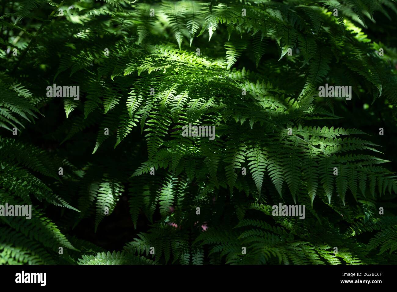 Esposizione floreale ai giardini del Lydney Park. Un giardino di Rododendro e Azalea. Lord Bathurst apre i giardini privati in primavera. Foto Stock