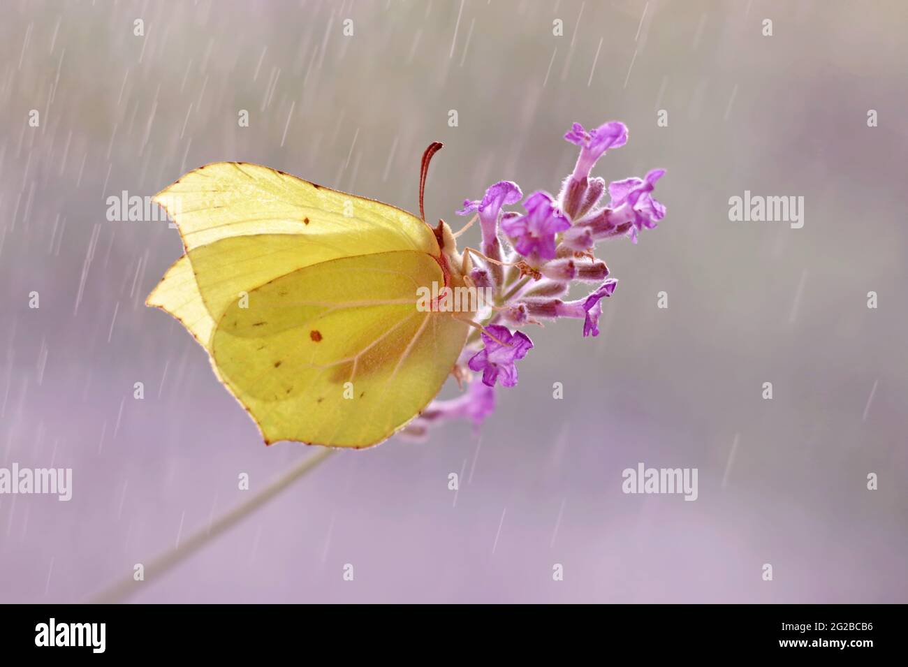 Farfalle gialle, rhamni gonepteryx su una lavanda Foto Stock