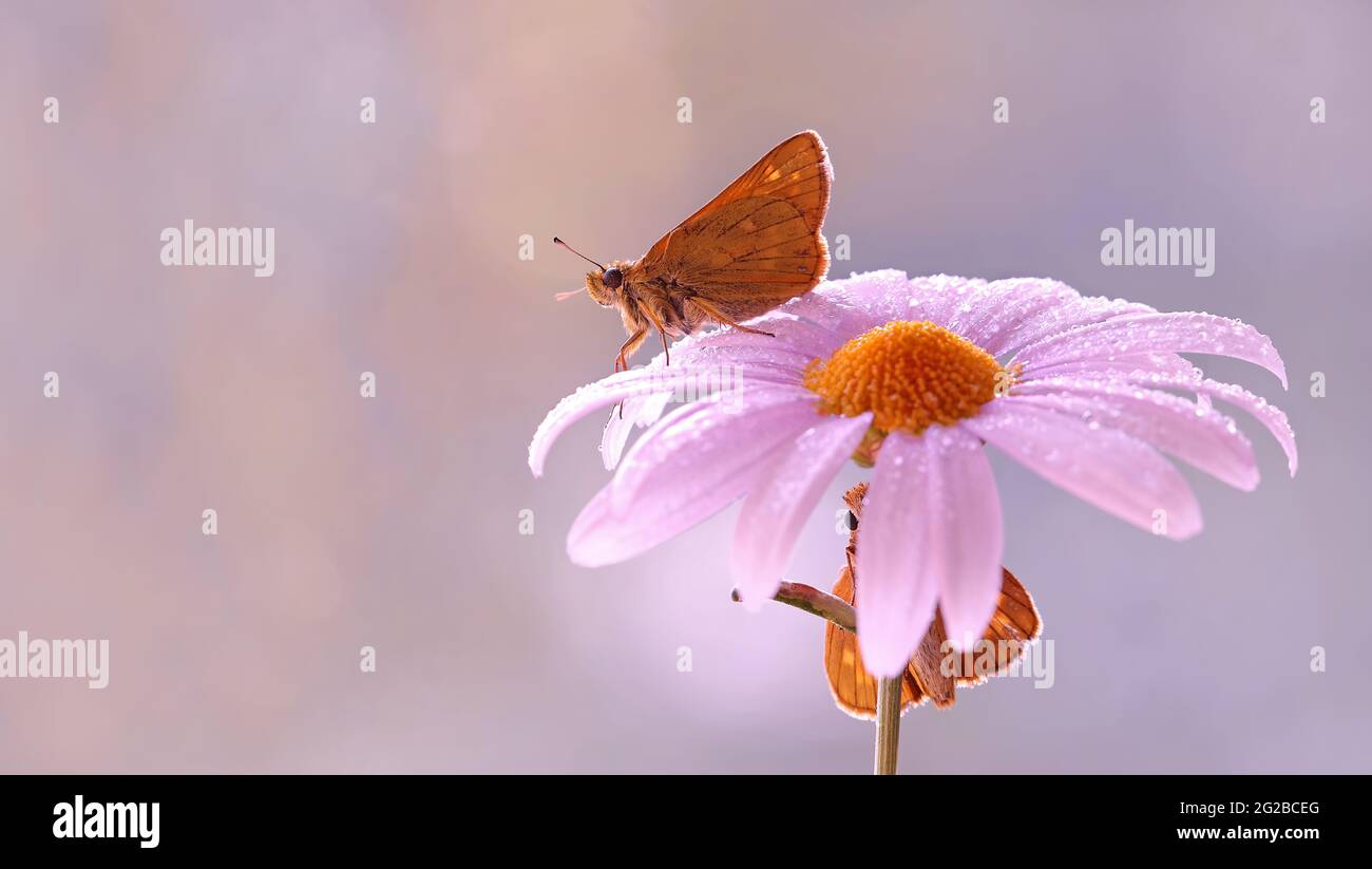 Farfalla arancione - Thymelicus sylvestris Foto Stock