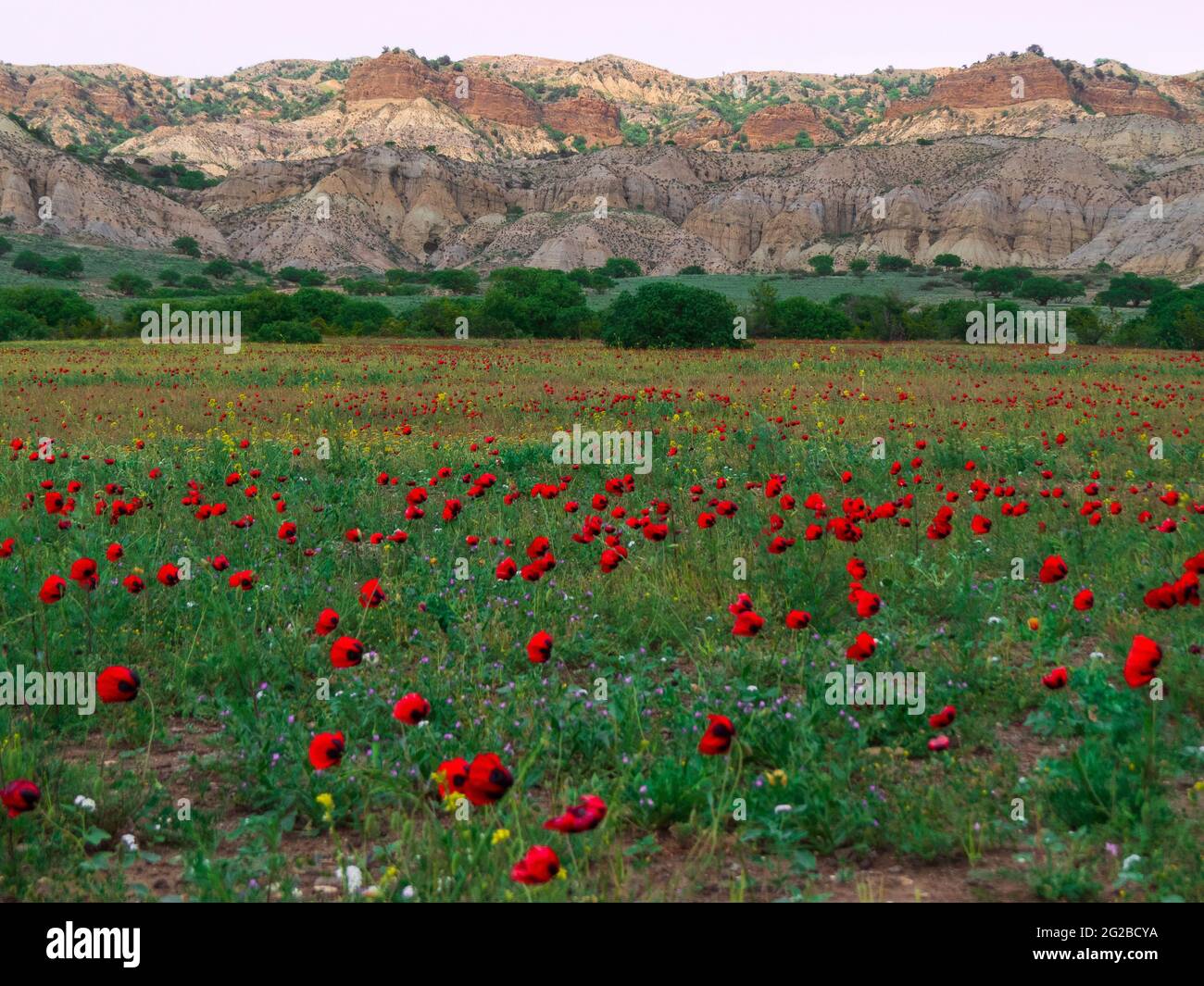 Paesaggio primaverile nella riserva gestita da Chachuna, Georgia Foto Stock