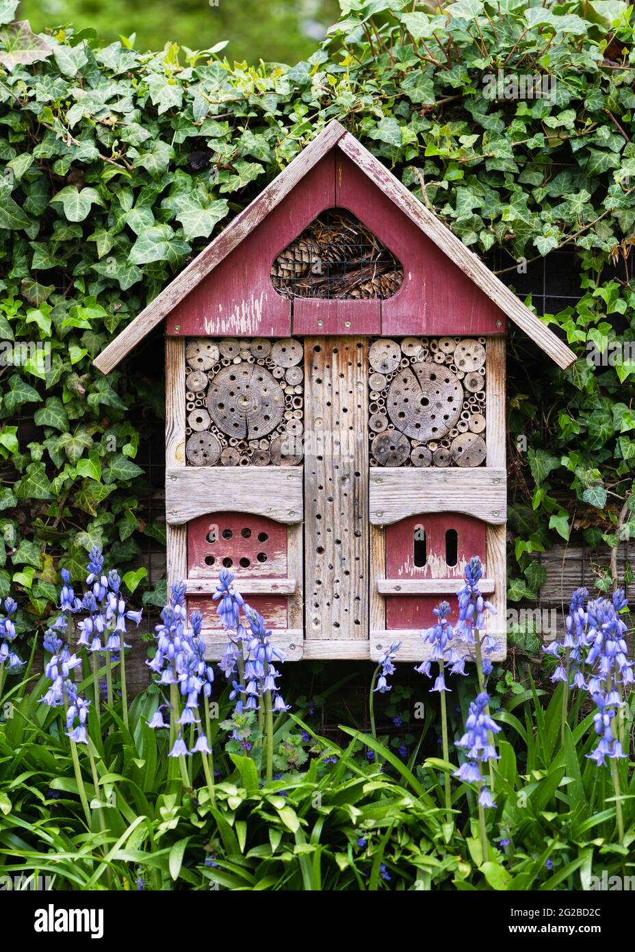 Bellissimo hotel di insetti o insetti appeso su una parete coperta di edera e fiori blu di campane nel giardino di campagna primaverile. Concetto di protezione animale. Foto Stock