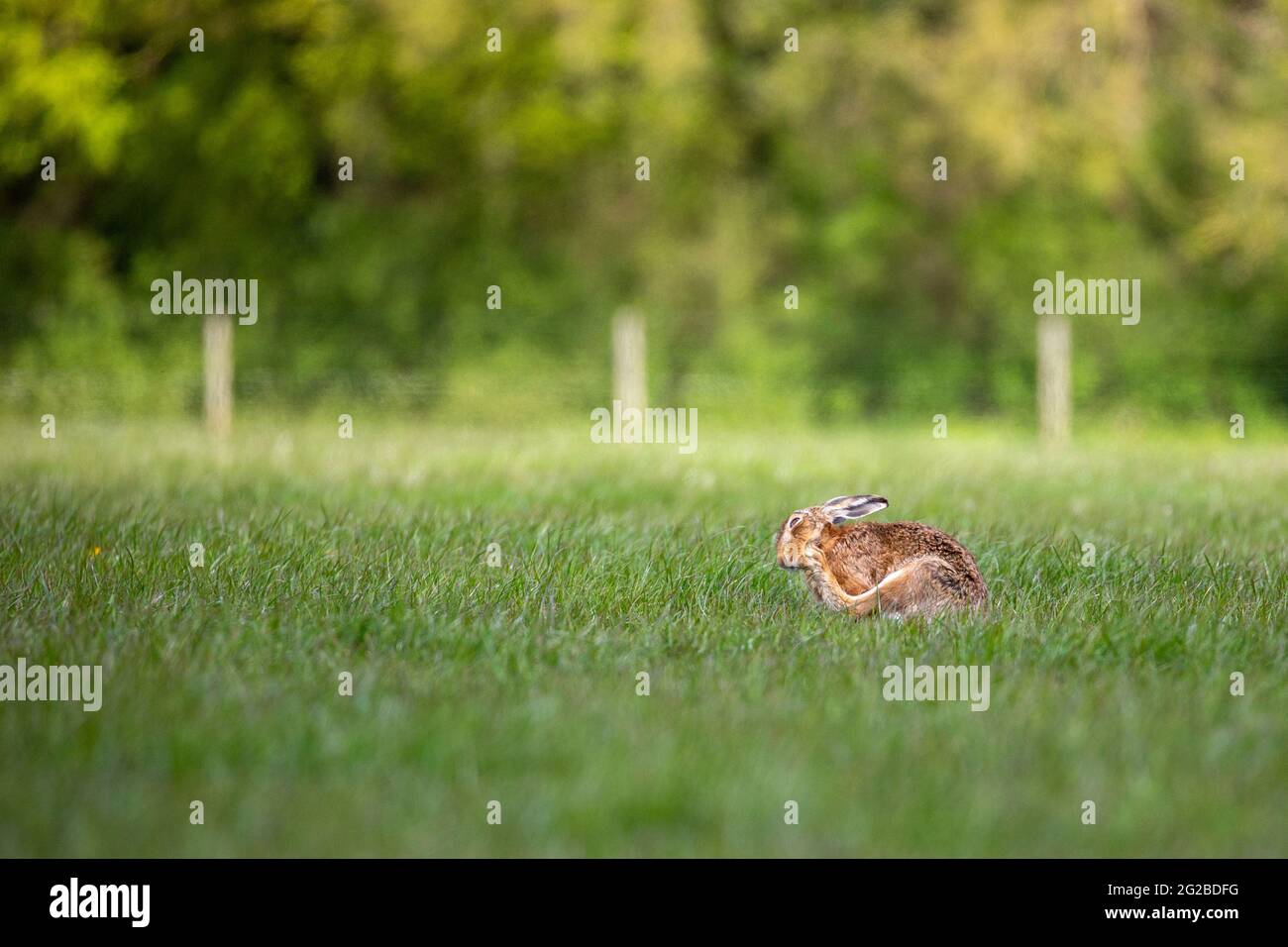 Lepre bruna su terreni di pascolo in primavera (graffiatura) Foto Stock