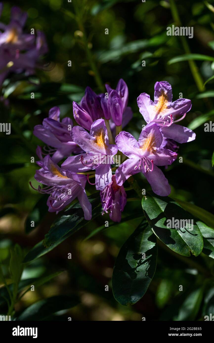 Esposizione floreale ai giardini del Lydney Park. Un giardino di Rododendro e Azalea. Lord Bathurst apre i giardini privati in primavera. Foto Stock