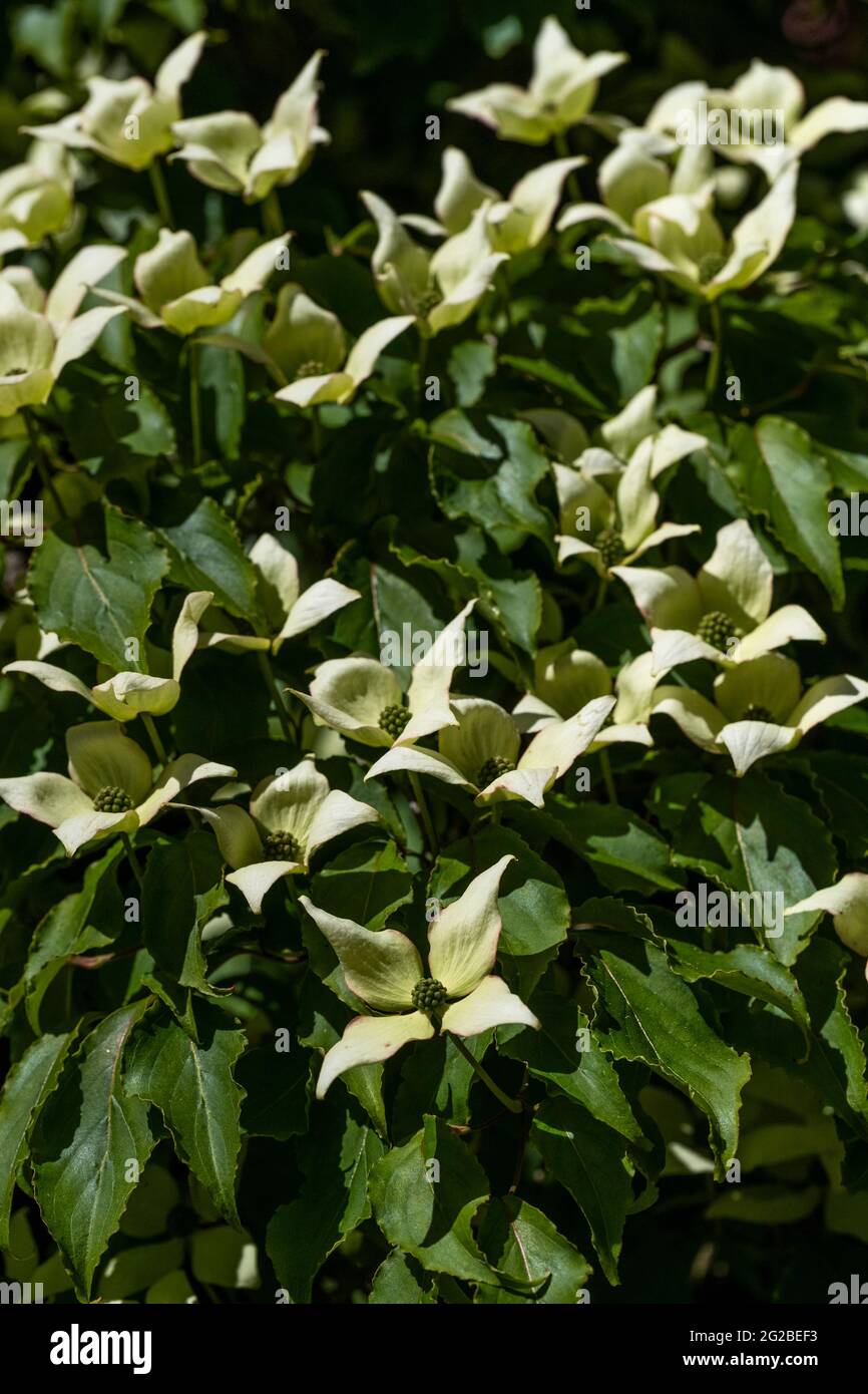 Esposizione floreale ai giardini del Lydney Park. Un giardino di Rododendro e Azalea. Lord Bathurst apre i giardini privati in primavera. Foto Stock