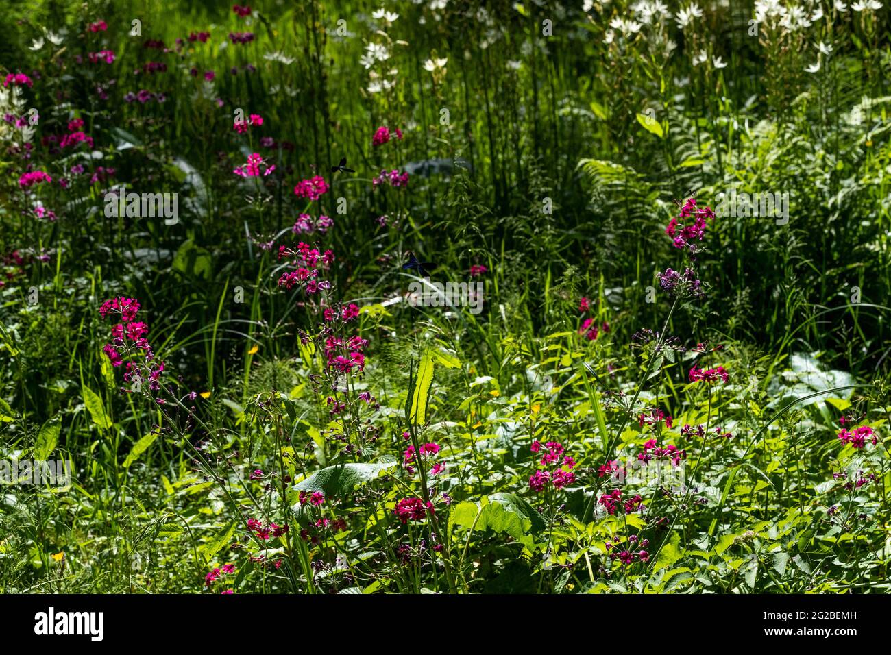 Esposizione floreale ai giardini del Lydney Park. Un giardino di Rododendro e Azalea. Lord Bathurst apre i giardini privati in primavera. Foto Stock