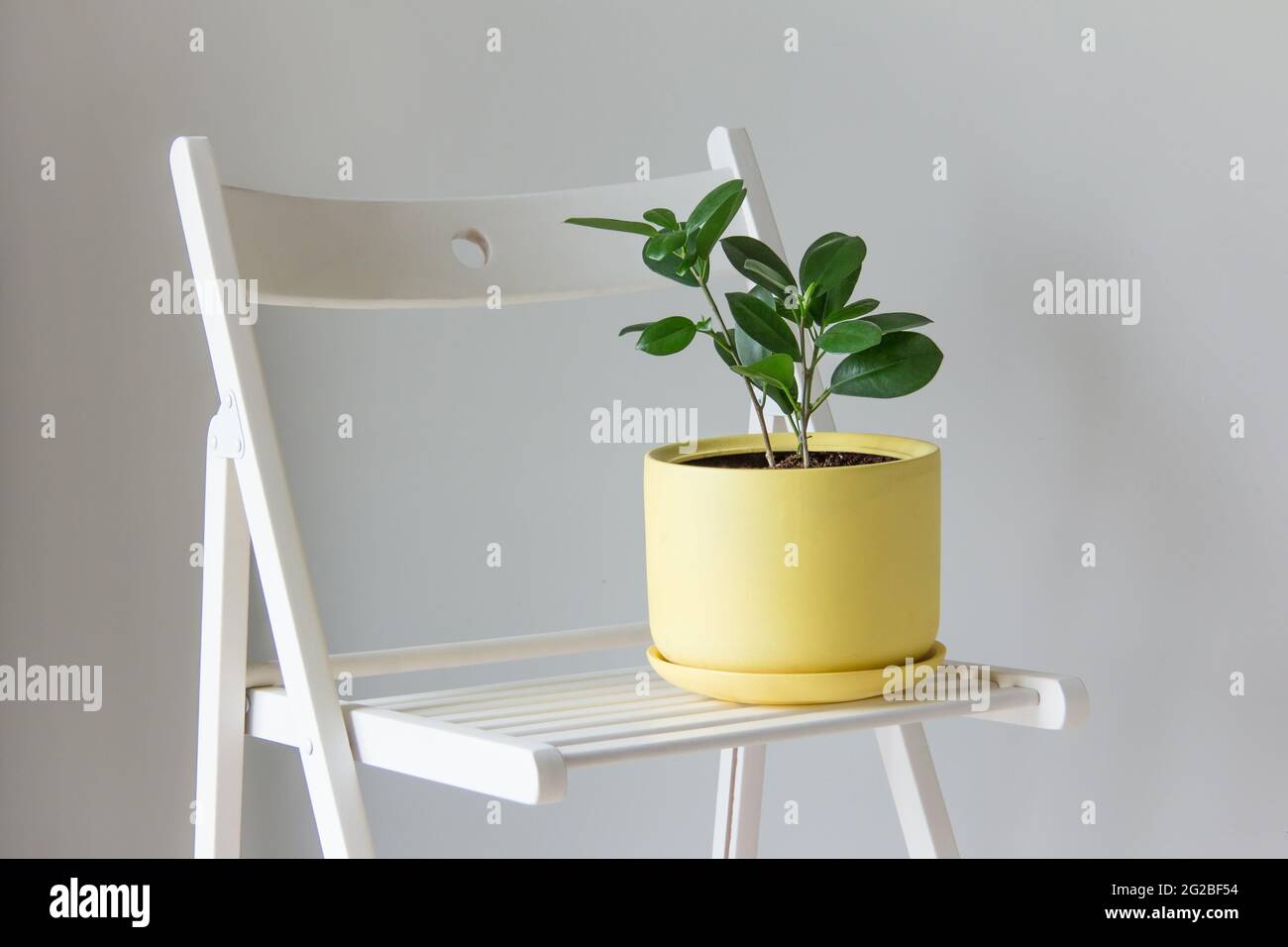 Ficus fiore in un vaso di fiori giallo si trova su una sedia bianca su uno sfondo grigio scandinavo copia interna dello spazio Foto Stock