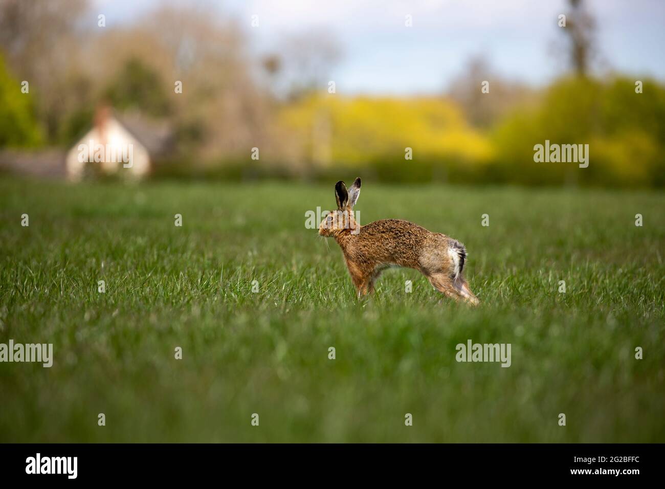 Lepre bruna su terreni di pascolo in primavera (che si allunga dopo il pisolino) Foto Stock