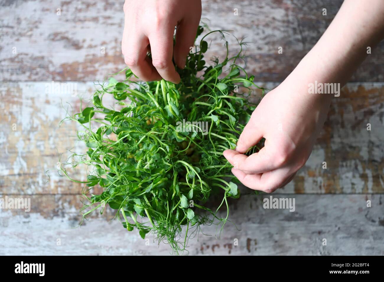 Le mani toccano il micrograno. I micrograni di pisello sono una fonte di vitamine e minerali. Foto Stock