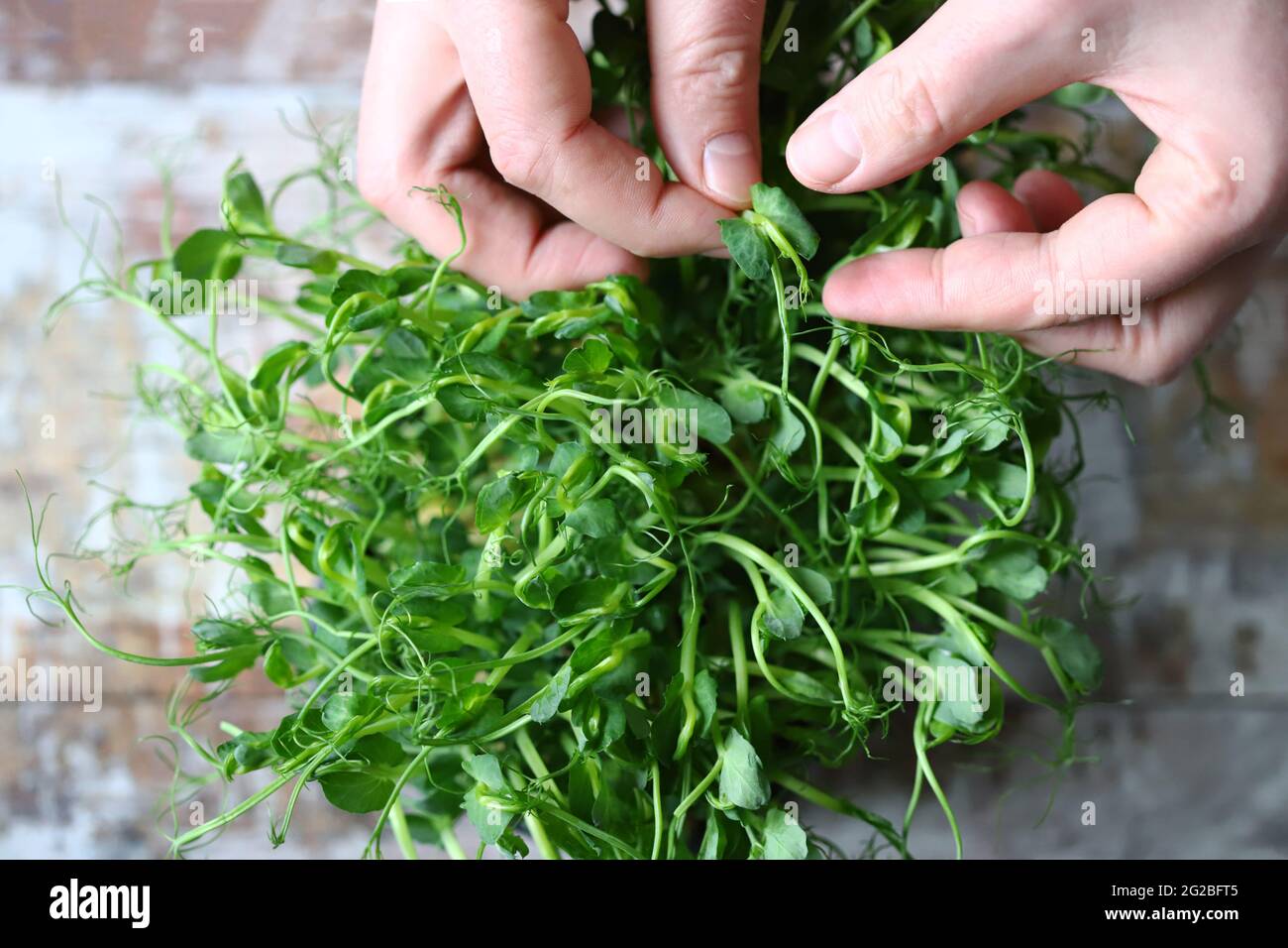 Le mani toccano il micrograno. I micrograni di pisello sono una fonte di vitamine e minerali. Foto Stock