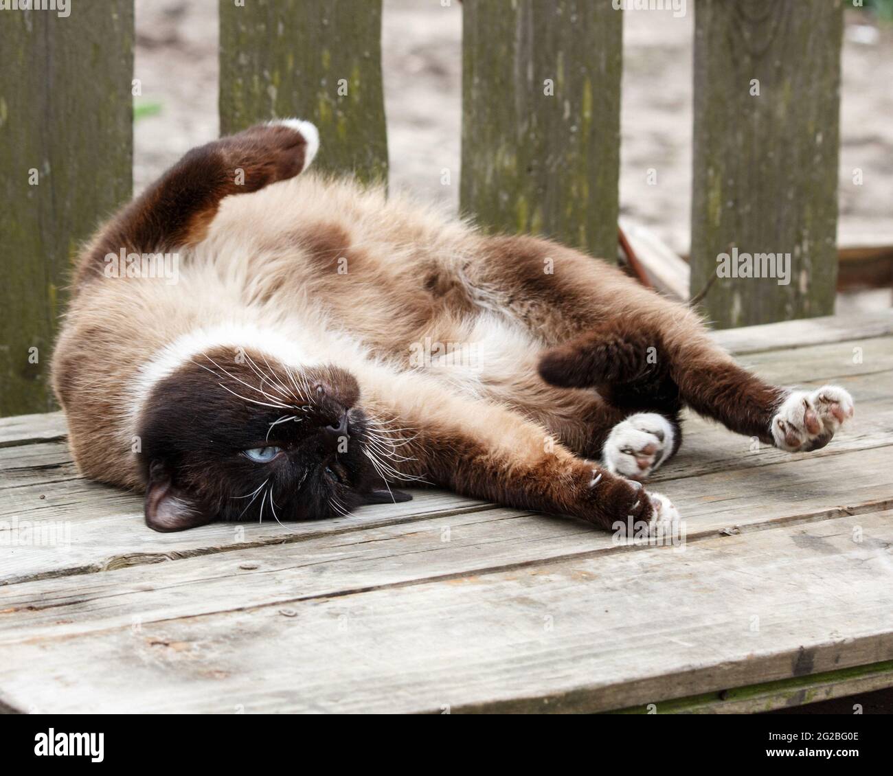 Il gatto siamese si trova su una panchina di legno Foto Stock