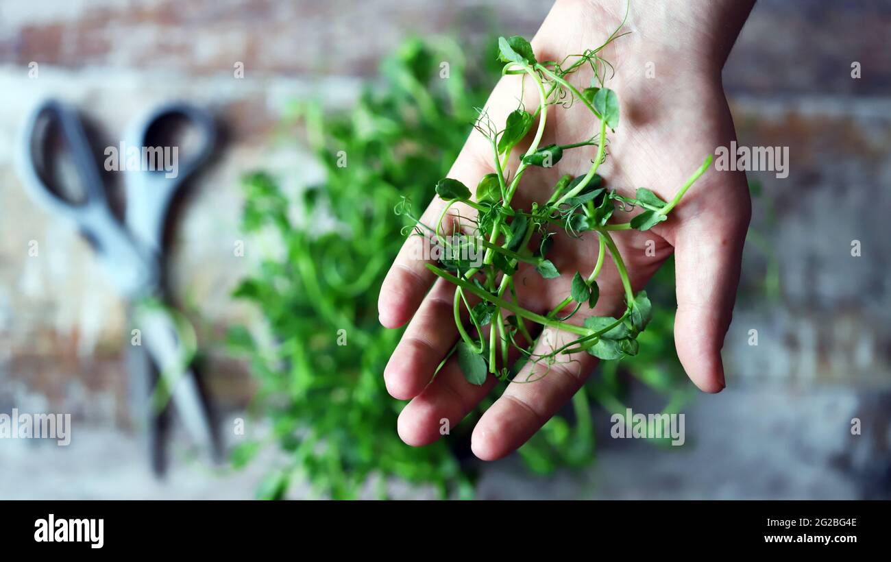 Micro green nel palmo della tua mano. Germogli di piselli freschi. Foto Stock