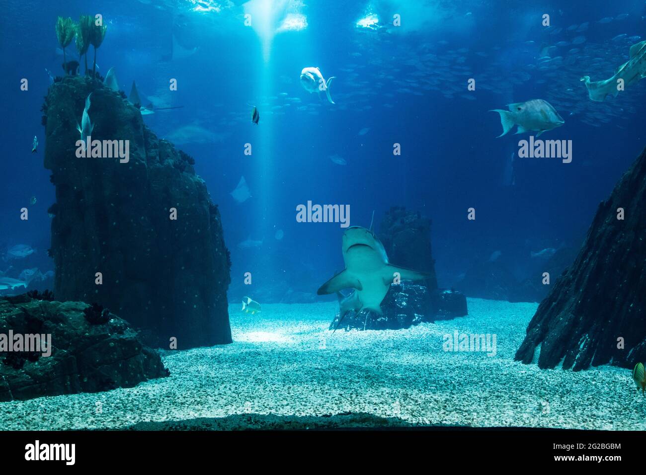 Serbatoio di pesci con diverse specie con enfasi sullo squalo. Foto Stock