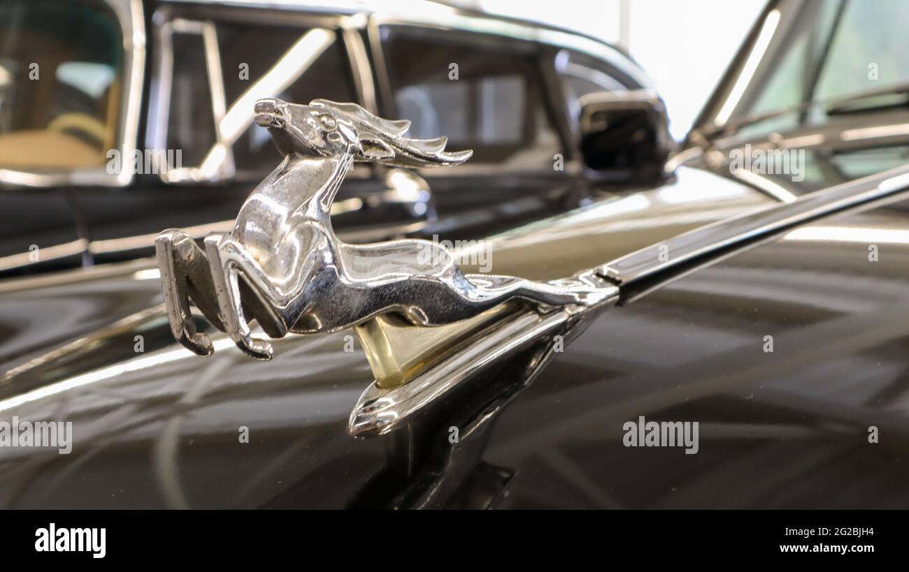 Foto di una mascotte di cervi con riflessione sul cappuccio di un'auto nera classica e leggendaria retrò sovietica. Metallo cromato simbolo di un cervo da vicino. Regno Unito Foto Stock