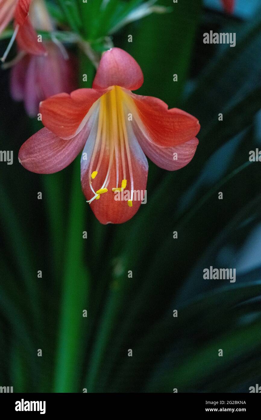 Primo piano di una macro di una testa di cricca con petali e stamen Foto Stock