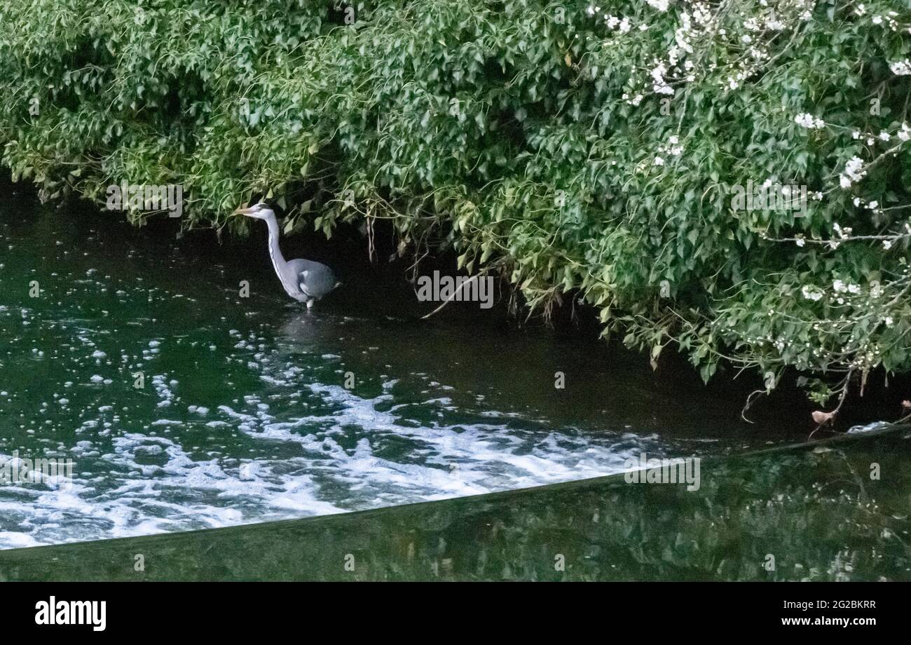 L'airone singolo guado nella Crane del fiume mentre cerca il pesce da un wier, Inghilterra. Foto Stock