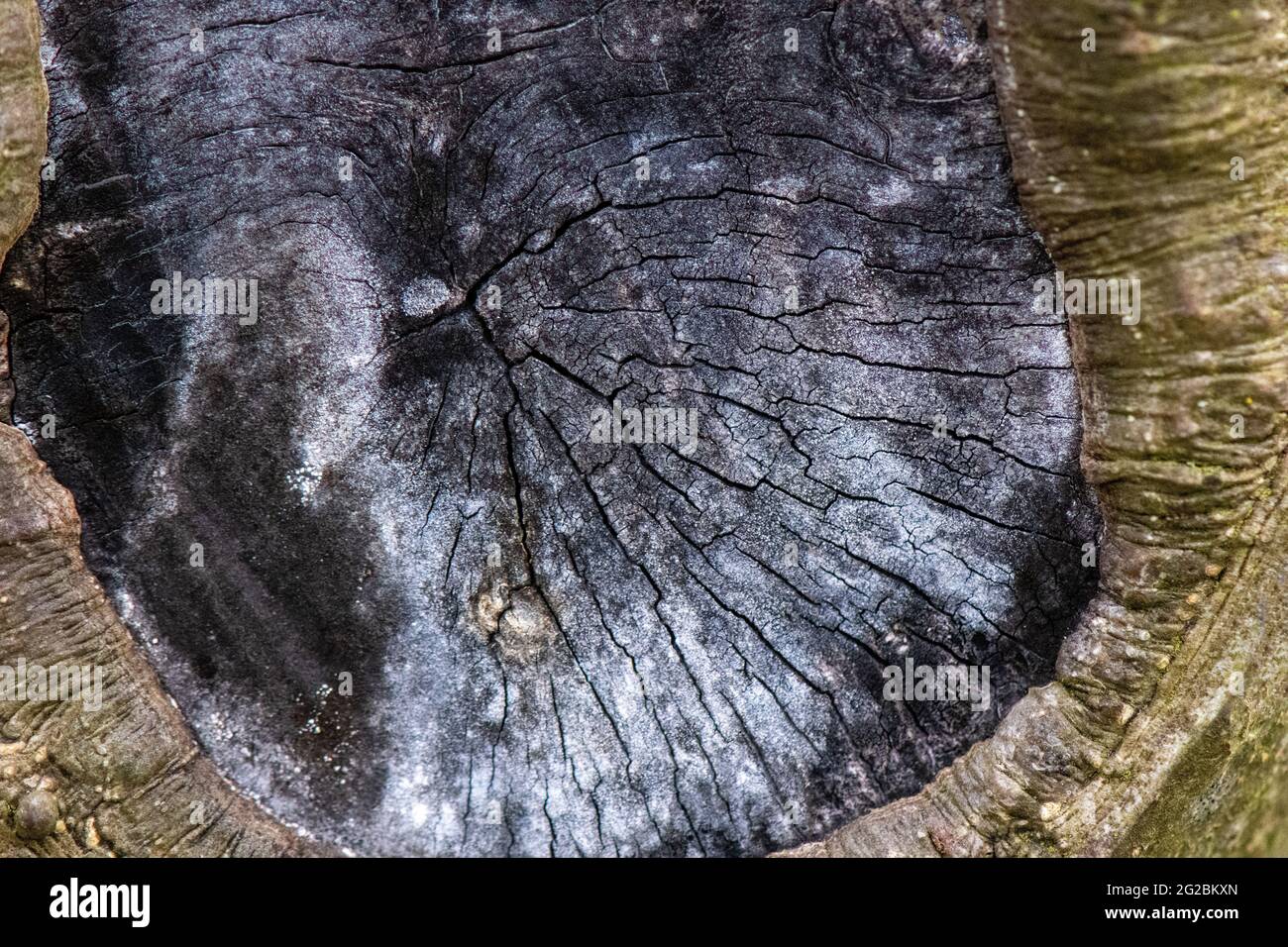 Primo piano di legno per formare modelli astratti Foto Stock