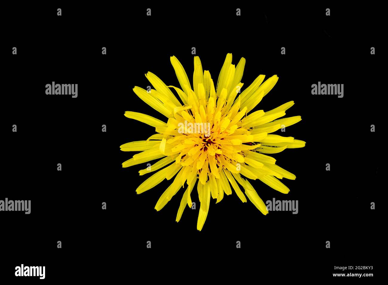 Vita morta della testa e petali di un dente di leone con uno sfondo quasi nero. Foto Stock