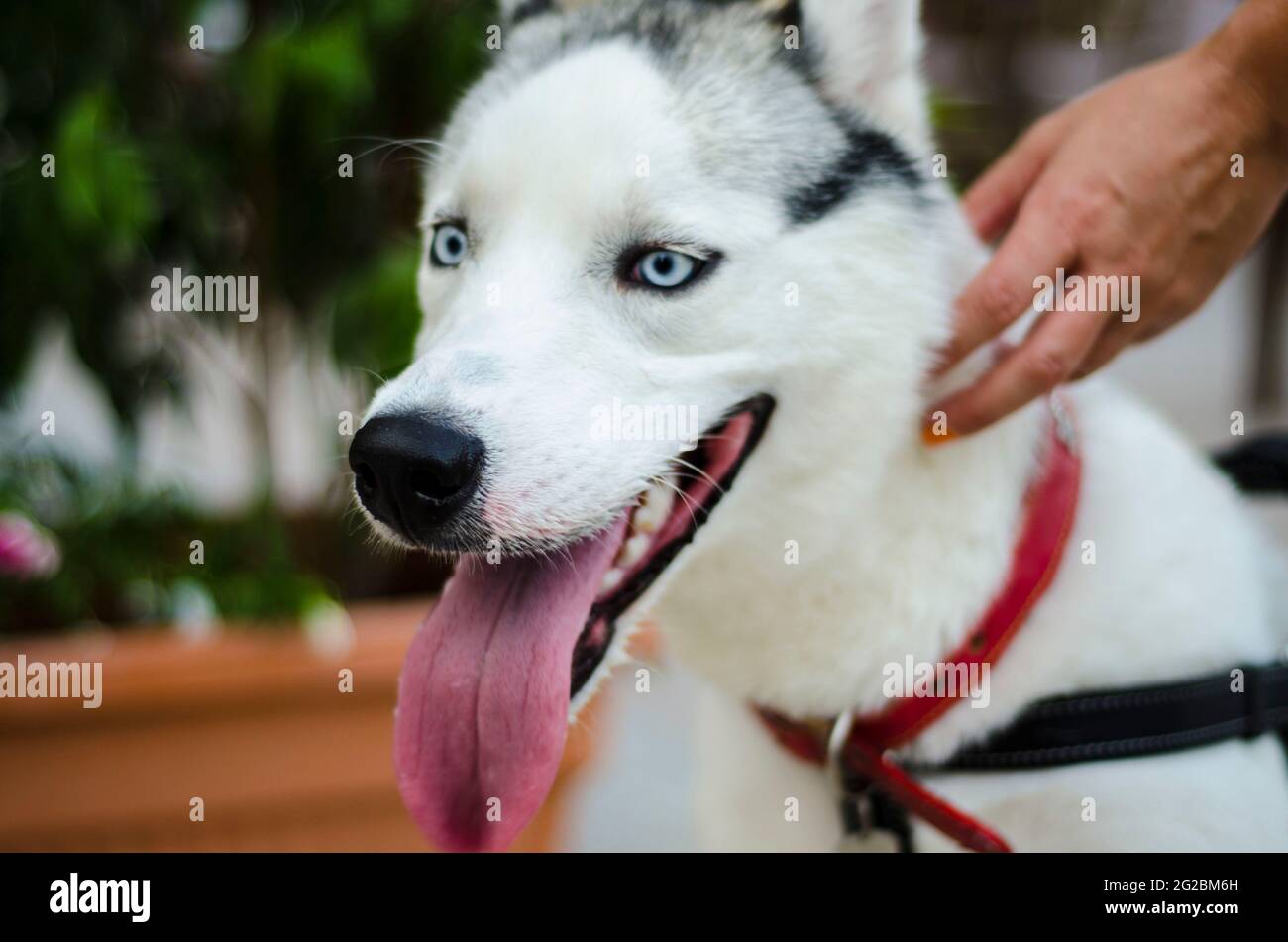 Ritratto di Husky Dog Close shot Foto Stock