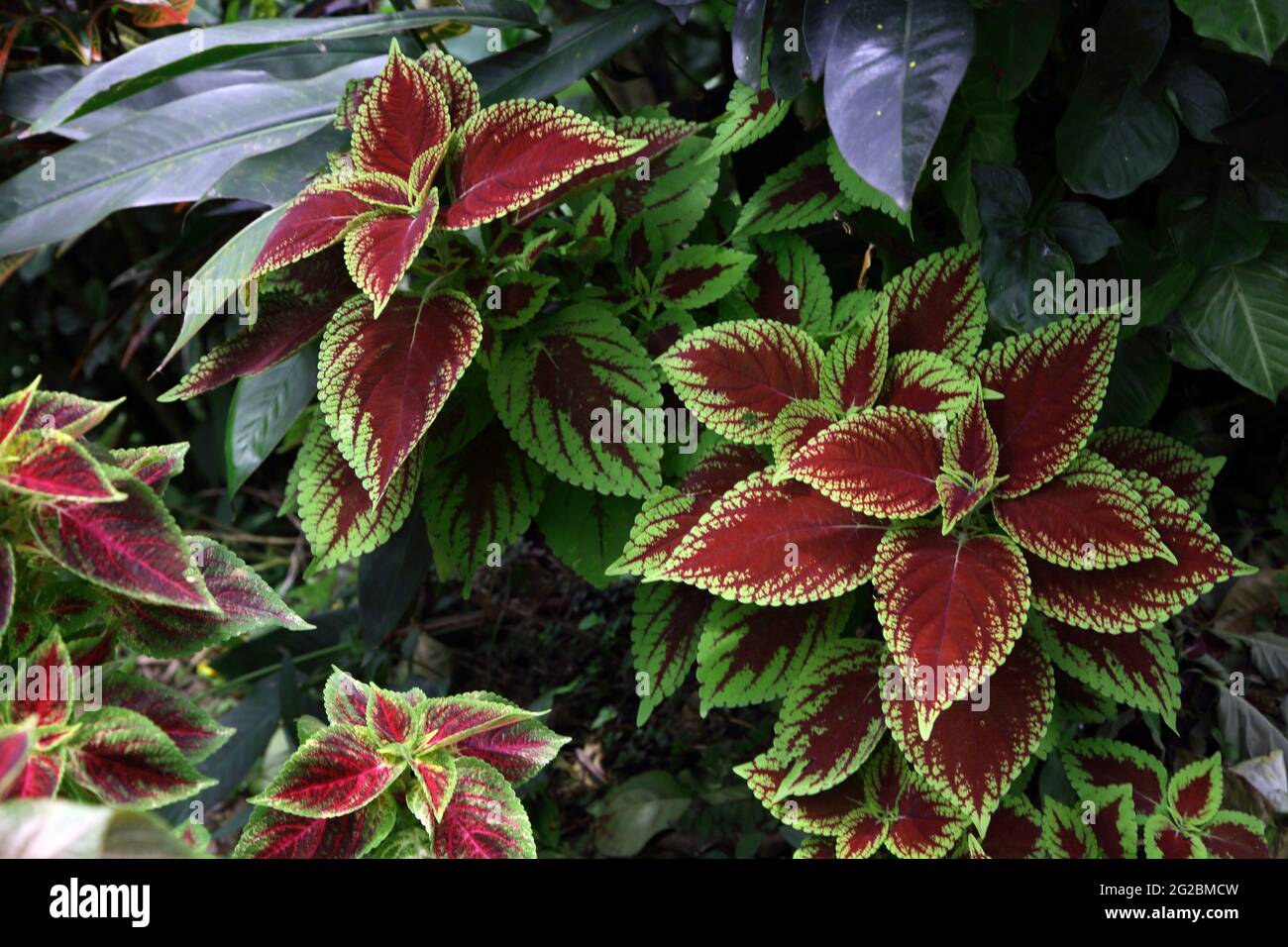 Concord Waterfall Grenada primo piano di coleus - Java Nettle Foto Stock