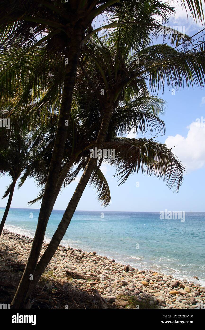 Palme di Grenada sulla spiaggia vicino a Gouyave Foto Stock