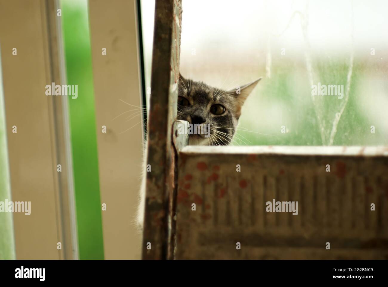 un gatto si siede dietro una scala pieghevole, sullo sfondo di una finestra Foto Stock