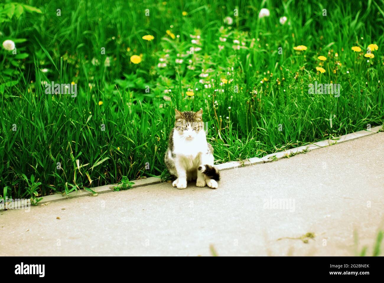 un gatto soffice si siede sull'asfalto, in primavera Foto Stock