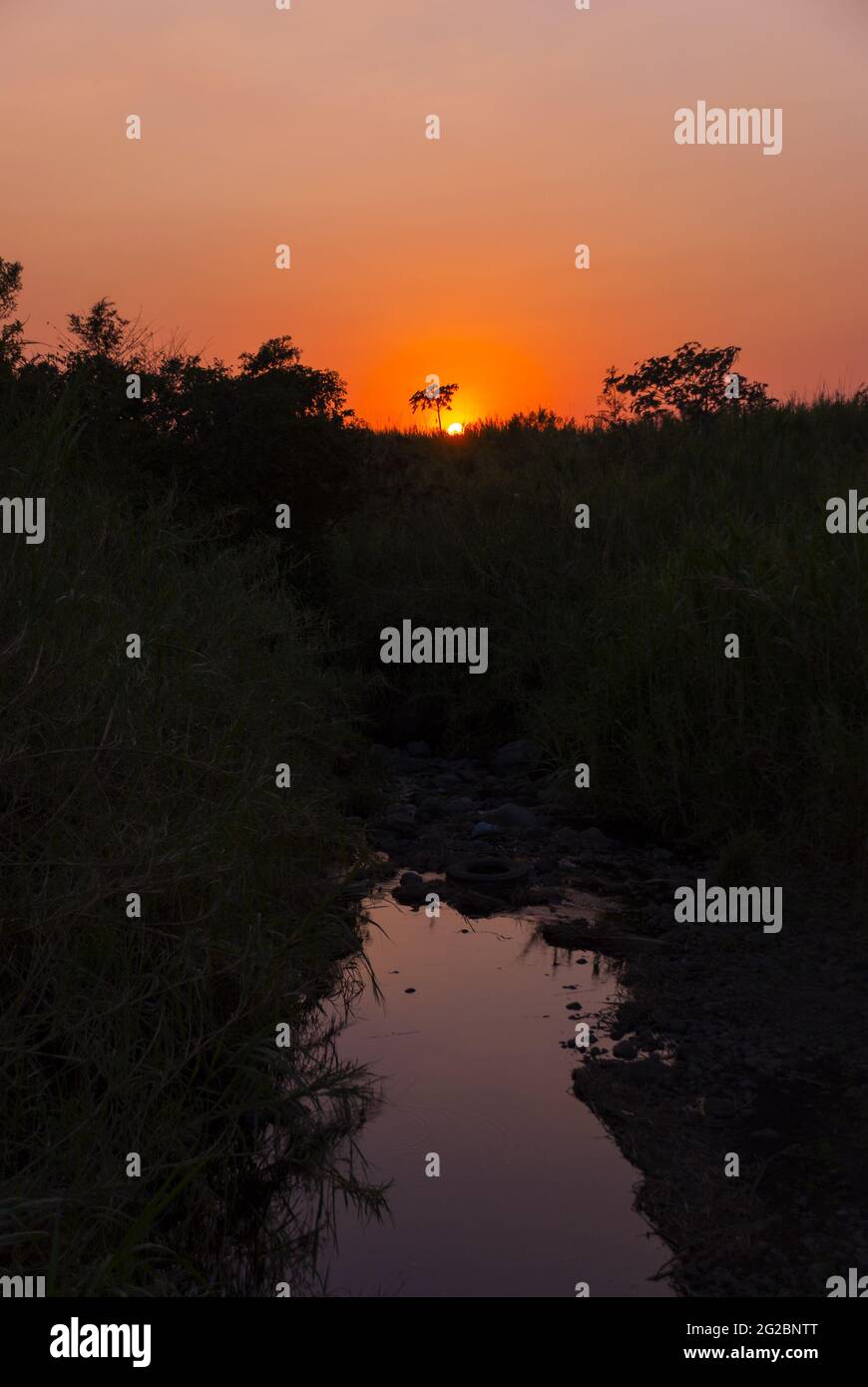 Tramonto sulla costa meridionale del Guatemala, silhouette di alberi e canna da zucchero. Foto Stock