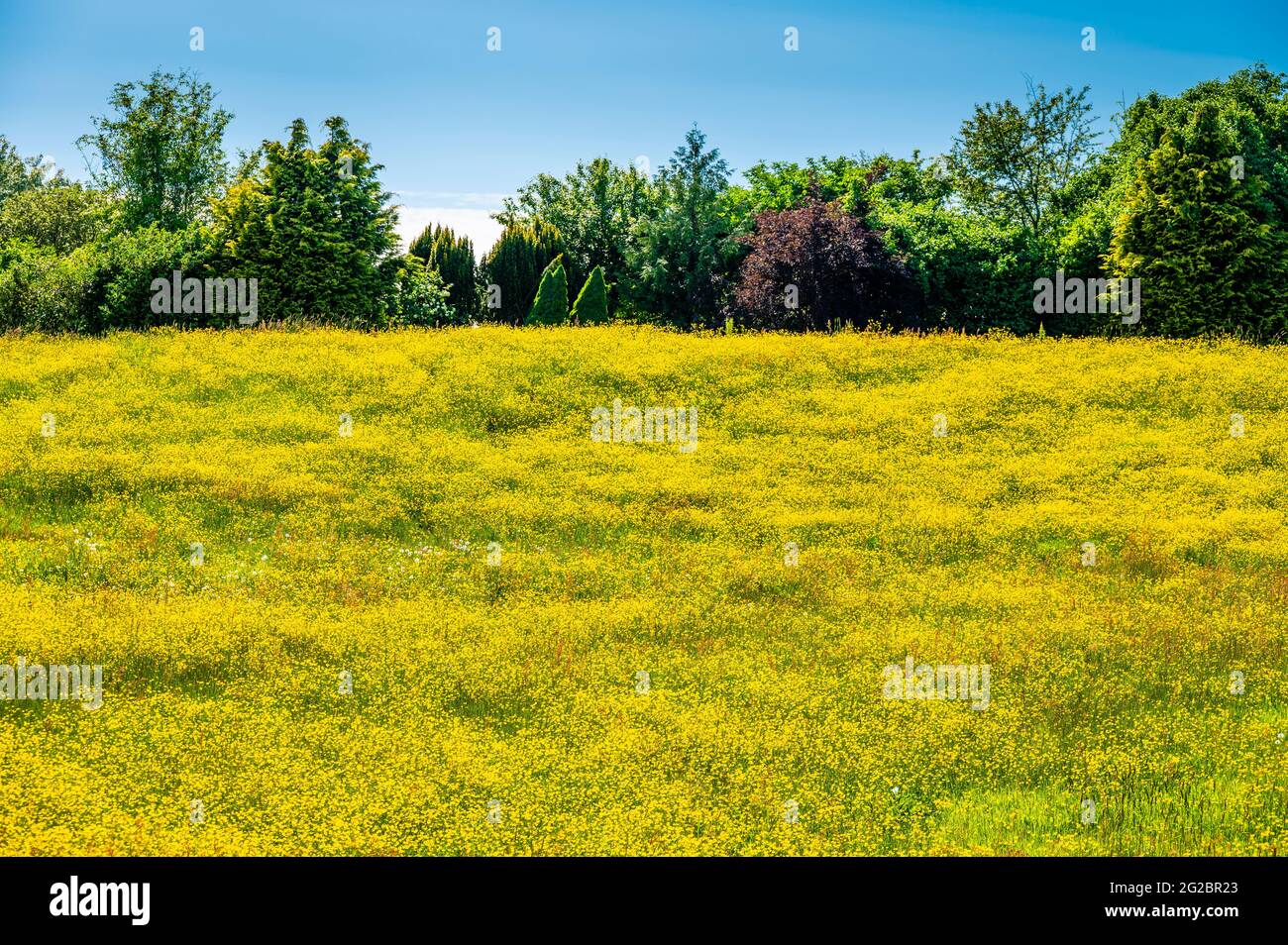 Un tappeto di fiori gialli in primavera in Norvegia Foto Stock