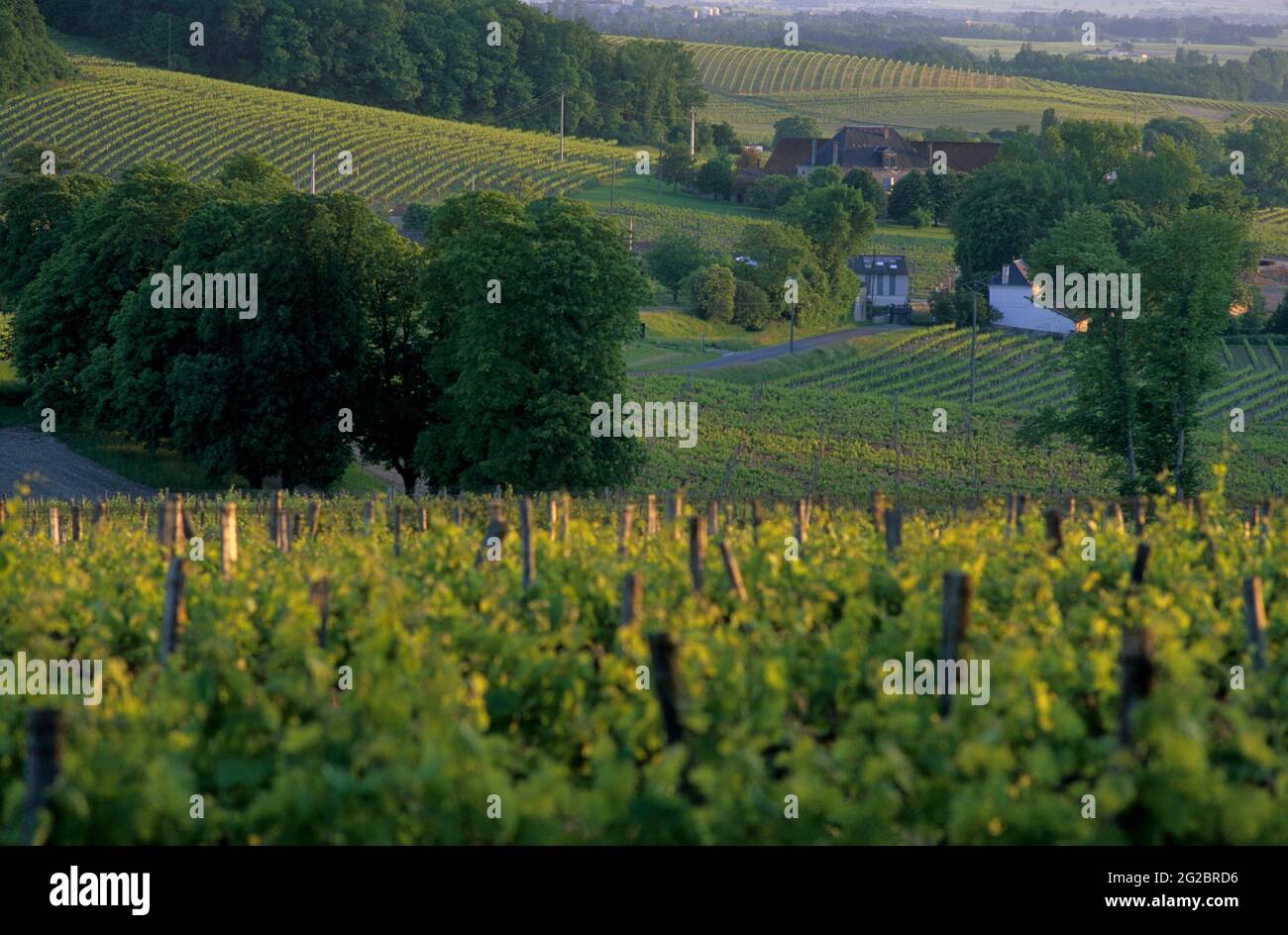 FRANCIA. CHARENTE (16) COGNAC VIGNETO. CHAMPAGNE CHARENTAISE NELLA ZONA DEL VILLAGGIO DI BONNEUIL Foto Stock