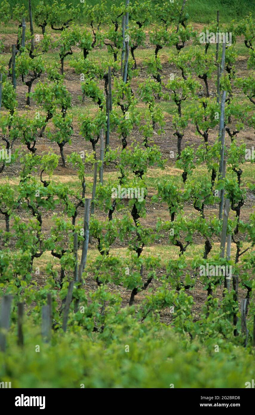 FRANCIA. CHARENTE (16) COGNAC VIGNETO. CHAMPAGNE CHARENTAISE Foto Stock