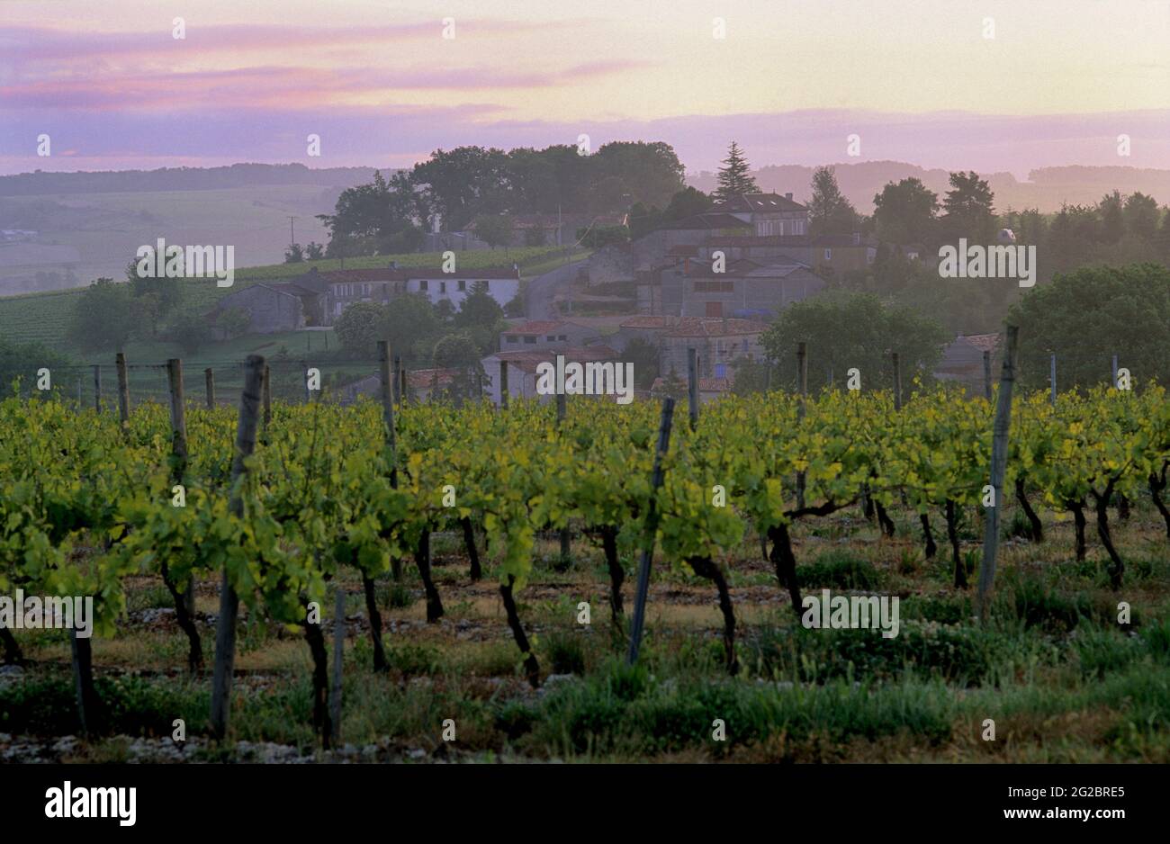 FRANCIA. CHARENTE (16) COGNAC VIGNETO. CHAMPAGNE CHARENTAISE NELLA ZONA DEL VILLAGGIO DI SEGONZAC Foto Stock