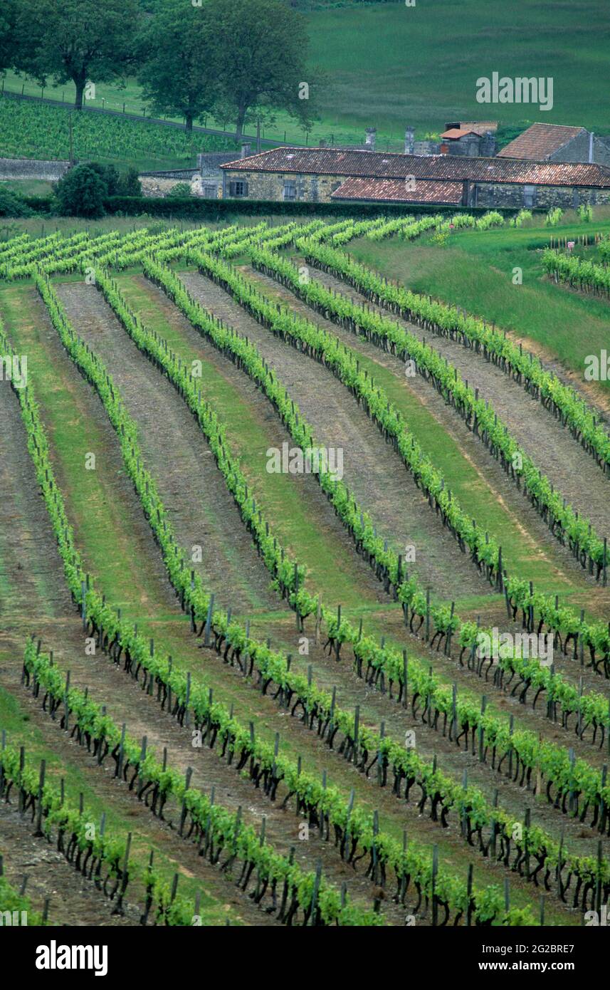 FRANCIA. CHARENTE (16) COGNAC VIGNETO Foto Stock