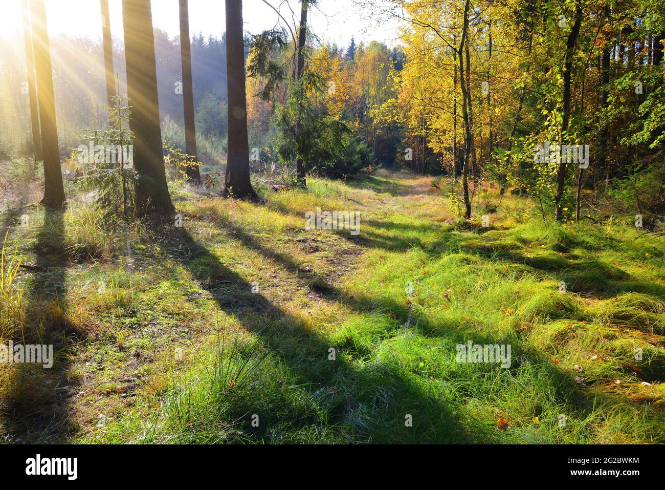 Mattinata autunnale nei boschi, ombre e luce del sole nella foresta. Foto Stock