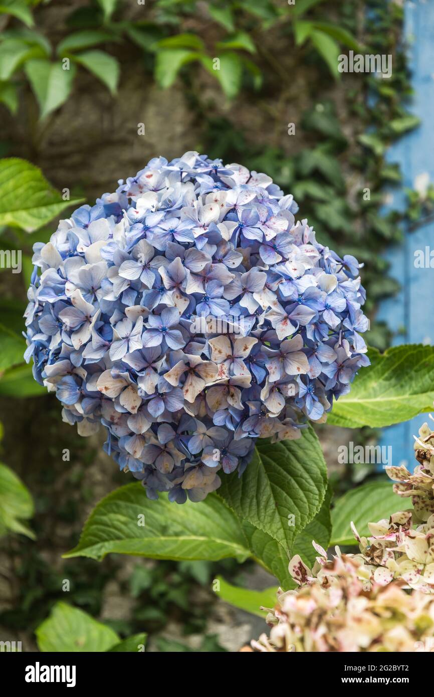 Cespuglio di ortensie blu immagini e fotografie stock ad alta risoluzione -  Alamy