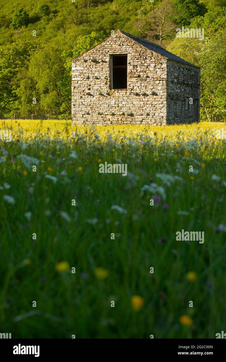 Fienile di pietra e prato fiorito Hay, Muker, Swaledale, Yorkshire Dales, North Yorkshire, REGNO UNITO Foto Stock