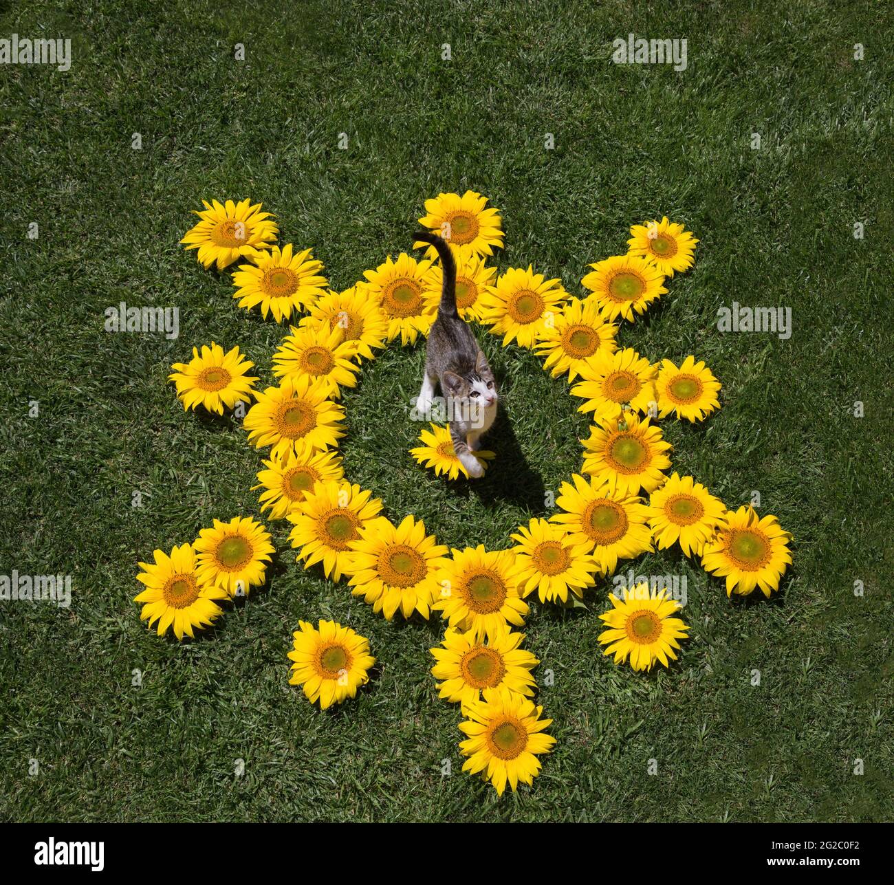 grande sole fatto di fiori di girasole, al centro del quale è un gattino. Estate umore gioioso, fantasie floreali, un regalo per nessun motivo, un simbolo di calore Foto Stock