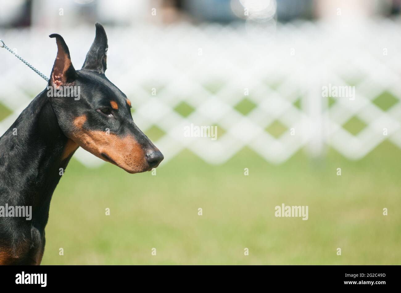 Doberman in show ring ad uno spettacolo di cani Foto Stock