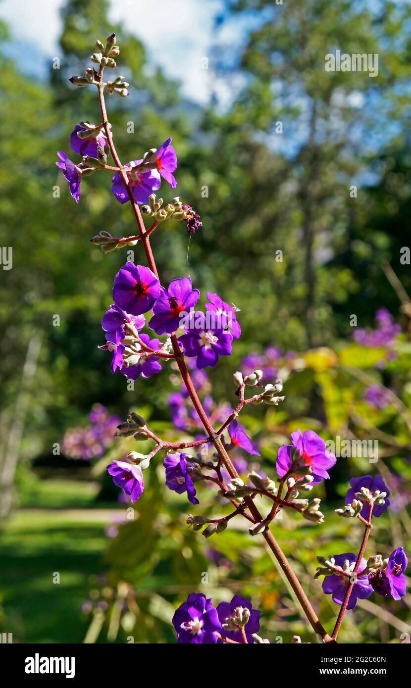 Principessa fiori (Tibouchina multiflora) in giardino Foto Stock