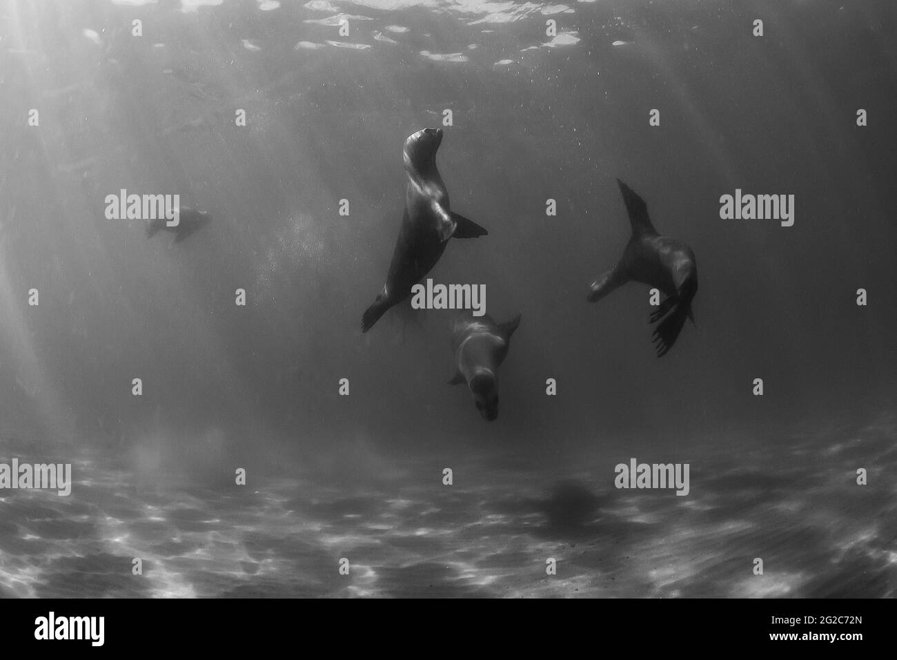 Leone marino sudamericano subacqueo, Penisola Valdes, Patagonia, Argentina. Foto Stock