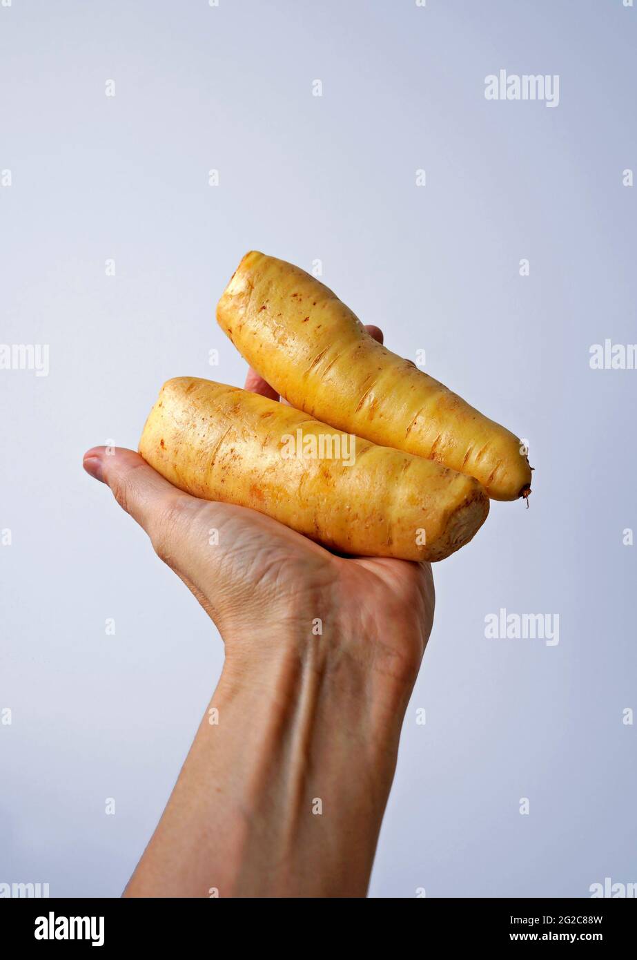 Arracacha o patate baroa a portata di mano in uno sfondo luminoso Foto Stock