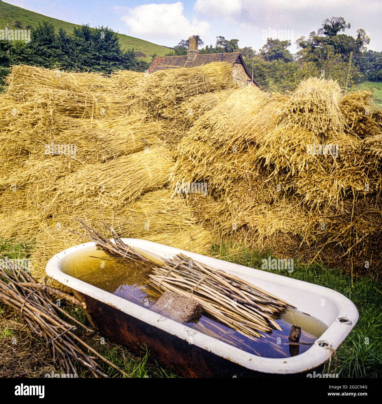 Ciottolando di paglia di nocciolo si immerga in un vecchio bagno & fasci di paglia di grano tradizionale per un thatcher che stende un cottage nel villaggio di Exmoor di Luccombe Foto Stock