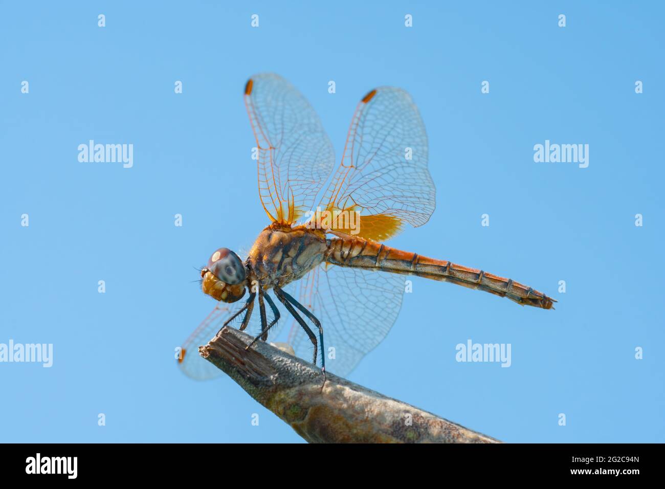 Macro foto di incredibile dragonfly tenere su ramo asciutto di fronte al cielo blu con spazio di copia. Aeshnidae resistente al vento mentre si trova su un ramo. Foto Stock